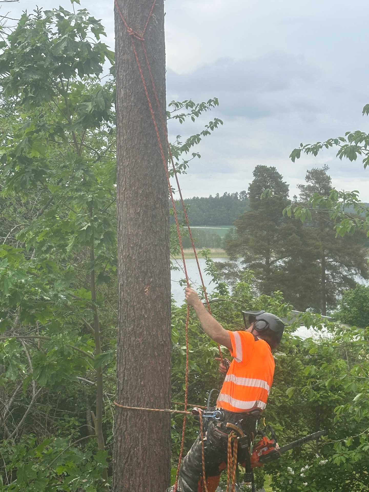 Arborist utför sektionsfällning av träd vid sjö i Bromma